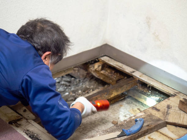 Best Local Mold Removal Service  in Point Mackenzie, AK