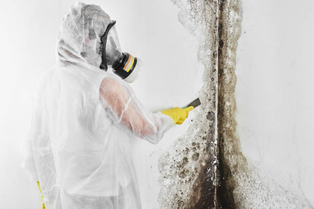 Best Mold Remediation  in Point Mackenzie, AK