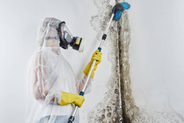 Best Mold Removal Near Me  in Point Mackenzie, AK