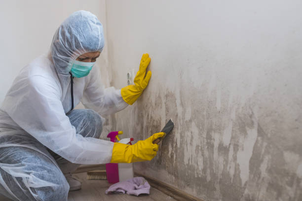 Best Emergency Mold Removal  in Point Mackenzie, AK