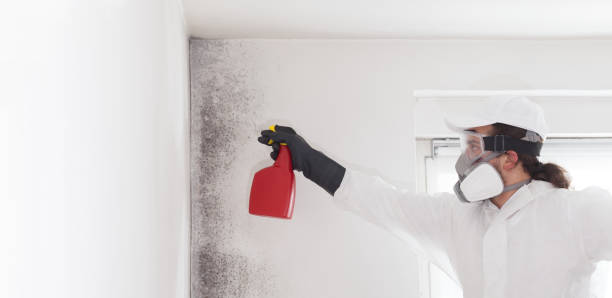 Best Mold Cleaning Services  in Point Mackenzie, AK