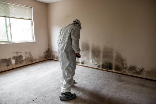 Best Same-Day Mold Removal  in Point Mackenzie, AK