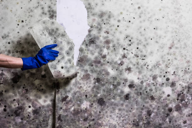 Best Mold Testing  in Point Mackenzie, AK